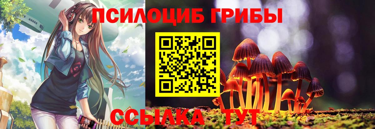 Галлюциногенные грибы Psilocybine cubensis Гусиноозёрск